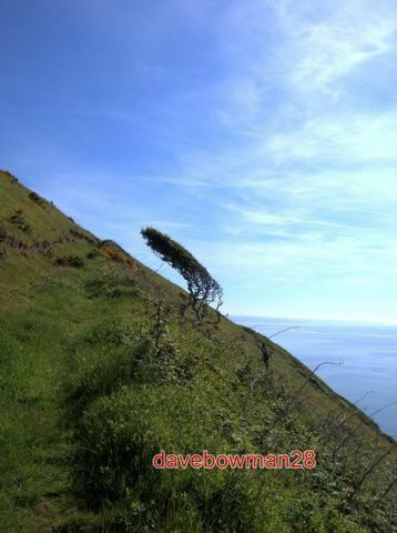 Photo tree shaped the wind - shaped,