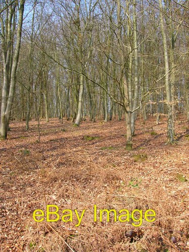 Photo 6x4 great - photo, wood