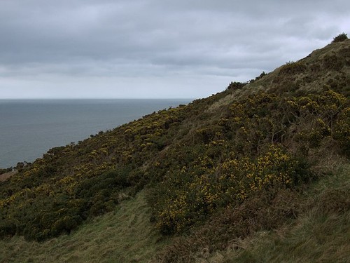 Photo 6x4 gorse - photo, gorse-covered