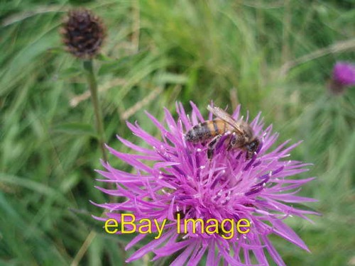 Photo 6x4 bee knapweed - bee, on