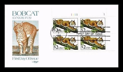 Bobcat wildcat più diffuso - bobcat,