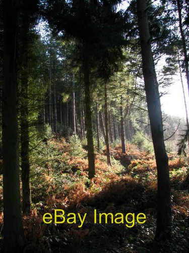 Photo 6x4 green and brown - photo,